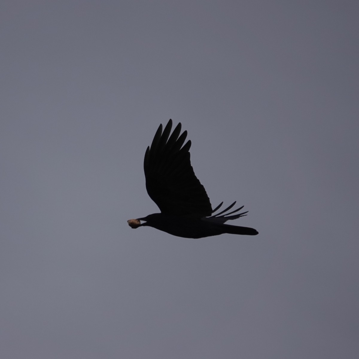 American Crow - ML645271445