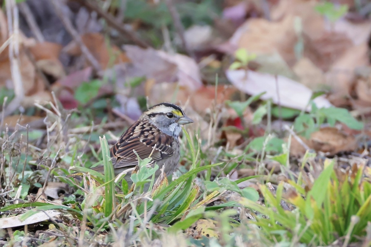 White-throated Sparrow - ML645271446