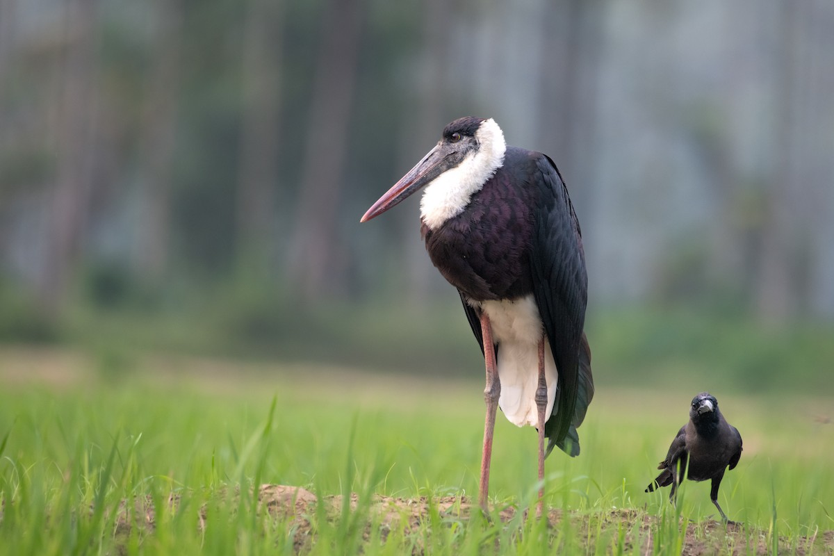 Asian Woolly-necked Stork - ML645271447