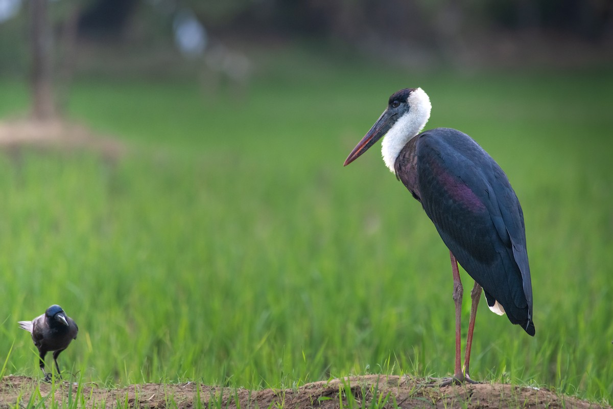 Asian Woolly-necked Stork - ML645271448
