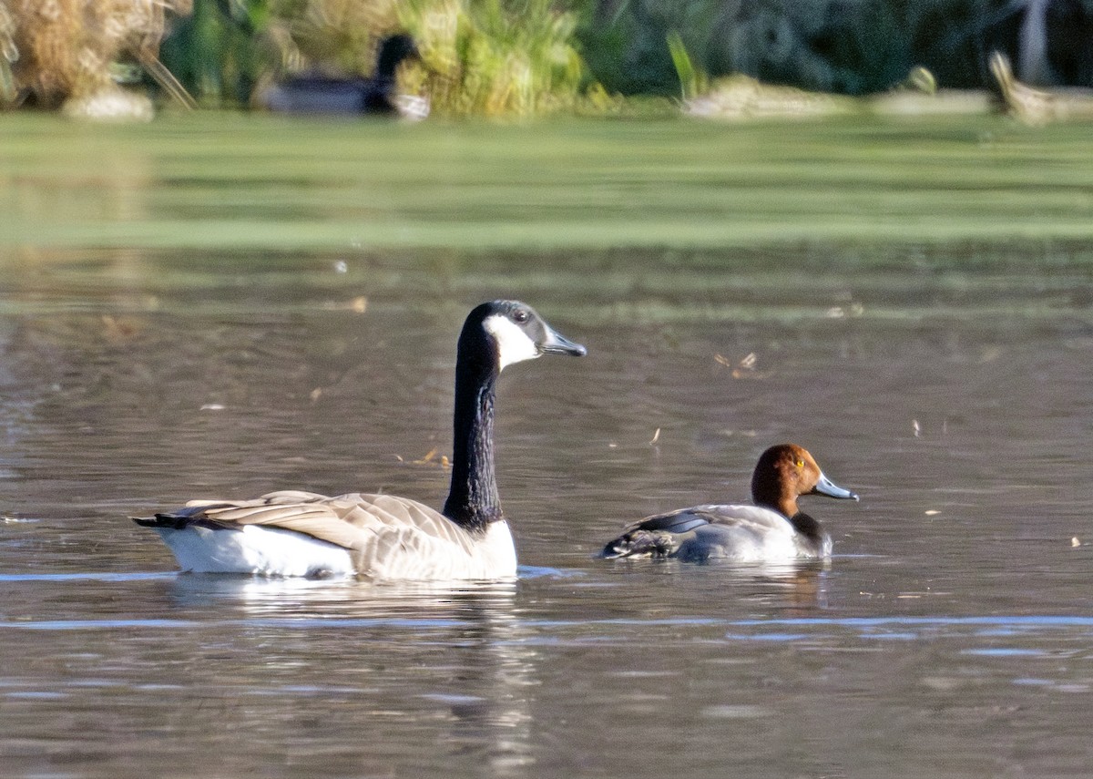 Redhead - ML645271449