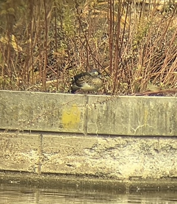 Wood Duck - ML645271451