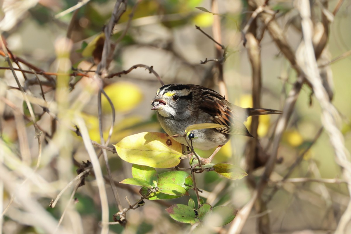 White-throated Sparrow - ML645271452