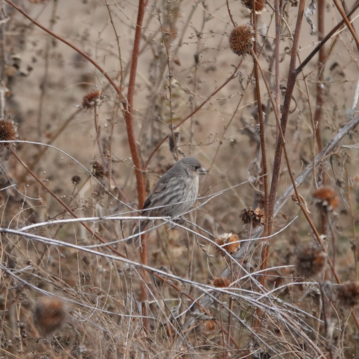 House Finch - ML645271453