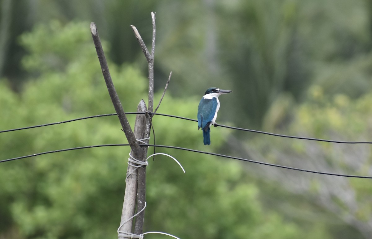Collared Kingfisher (Collared) - ML645271457