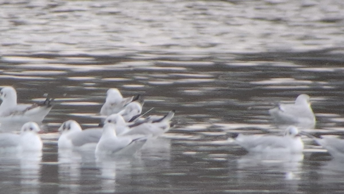 Mediterranean Gull - ML645271460