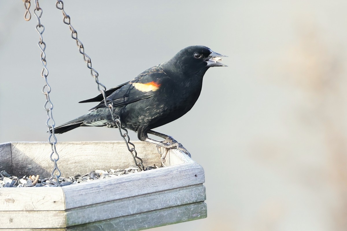 Red-winged Blackbird - ML645271461