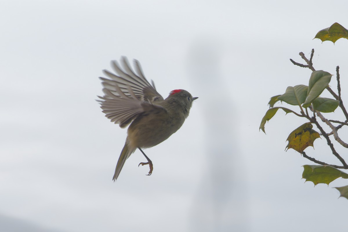 Ruby-crowned Kinglet - ML645271462