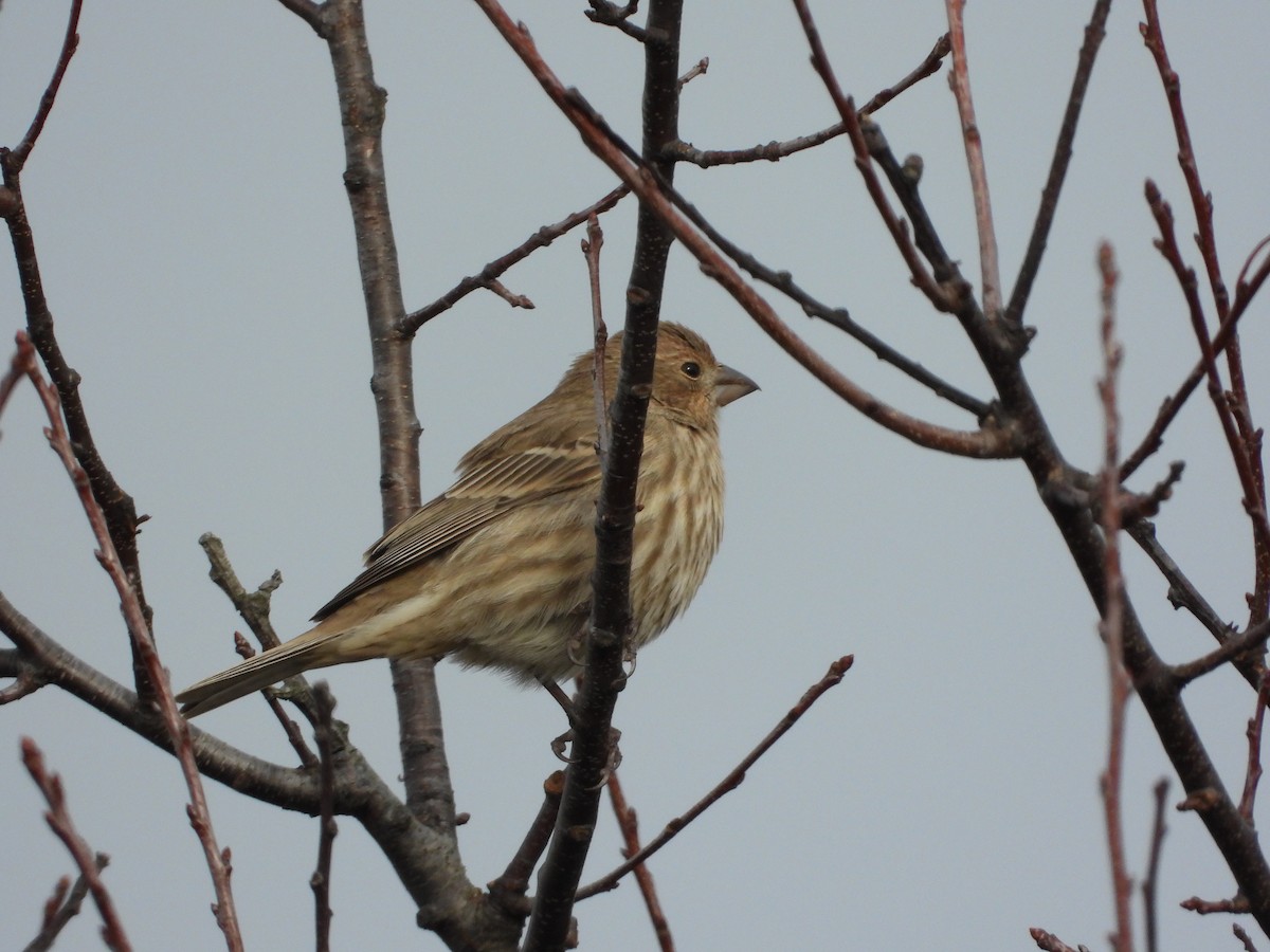 House Finch - ML645271463