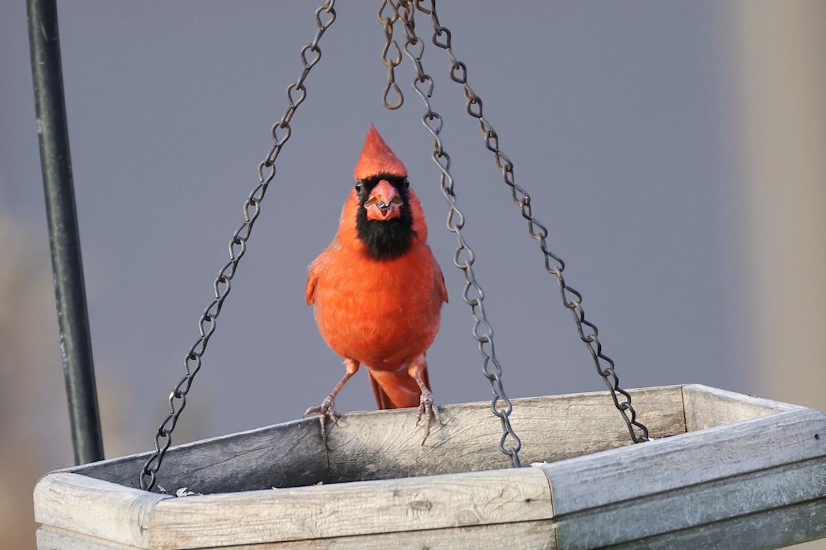 Northern Cardinal - ML645271464