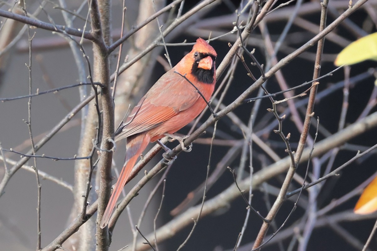 Northern Cardinal - ML645271468