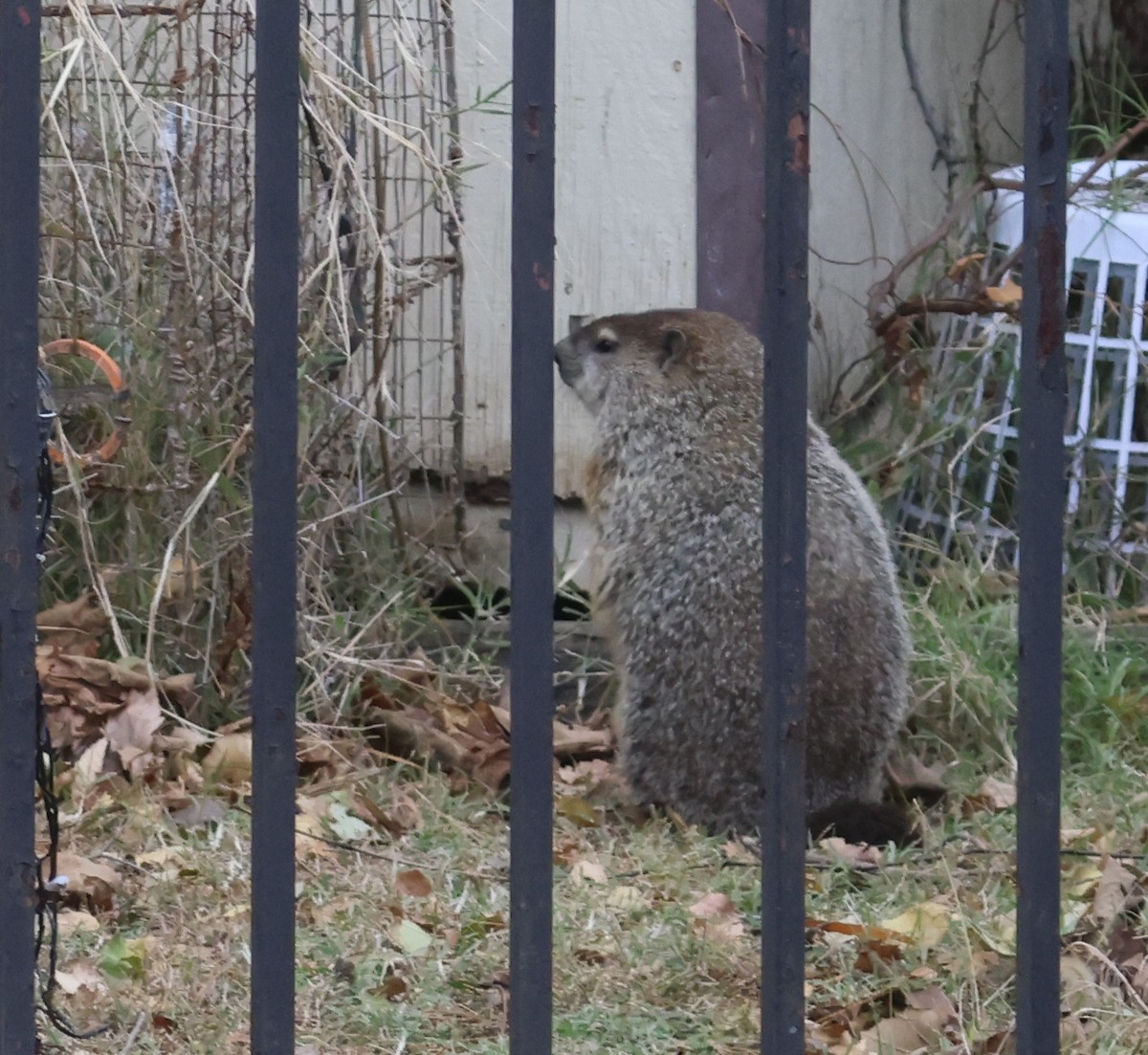 Groundhog - ML645271469