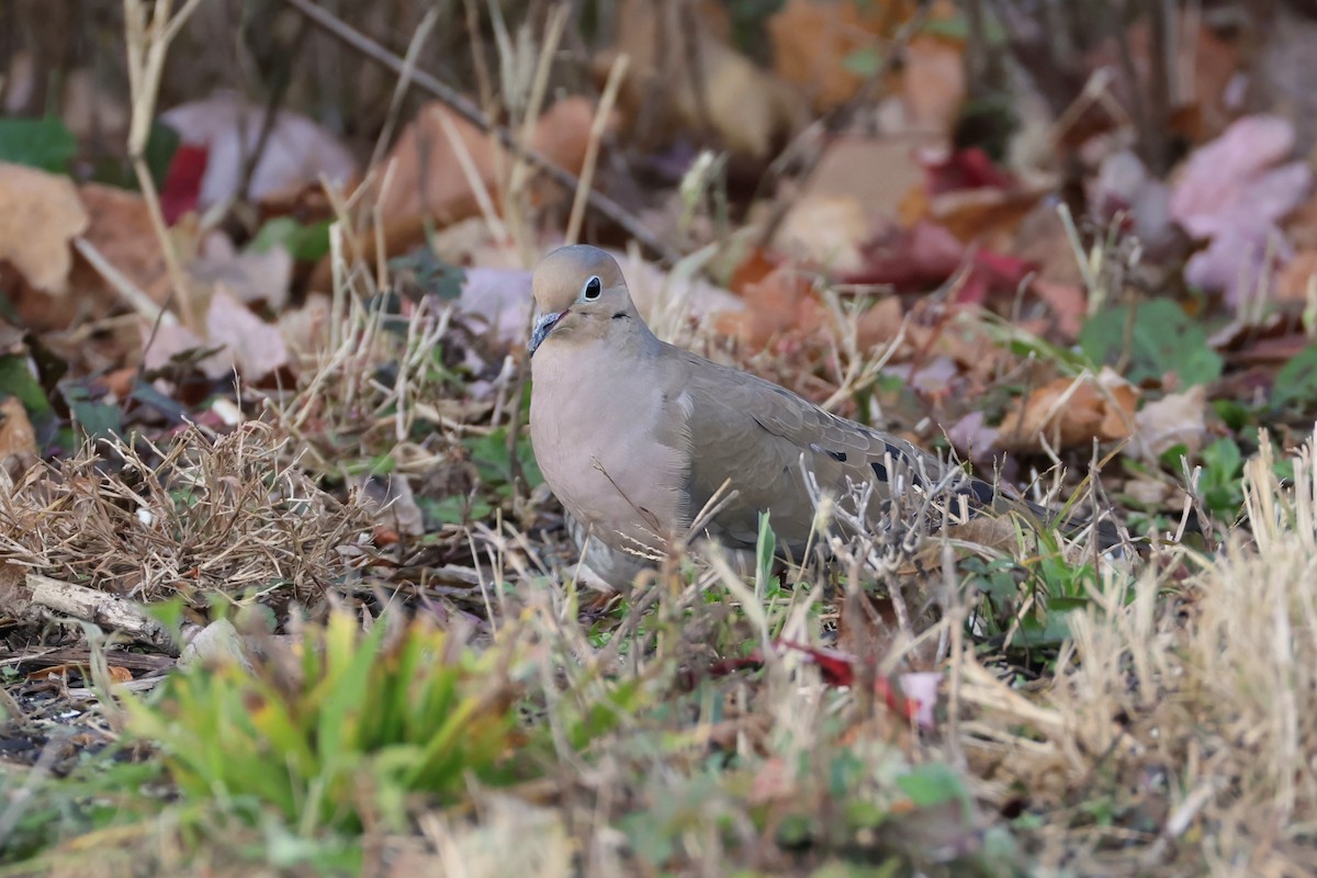 Mourning Dove - ML645271474