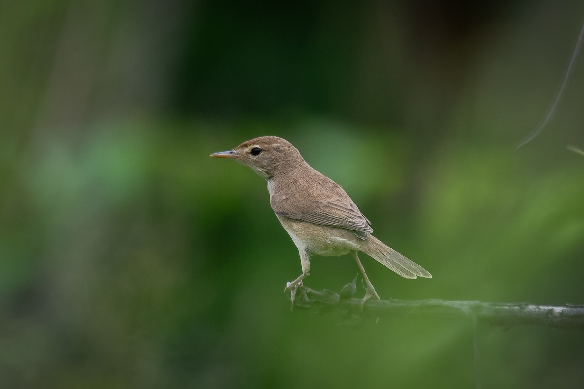 Booted Warbler - ML645271475
