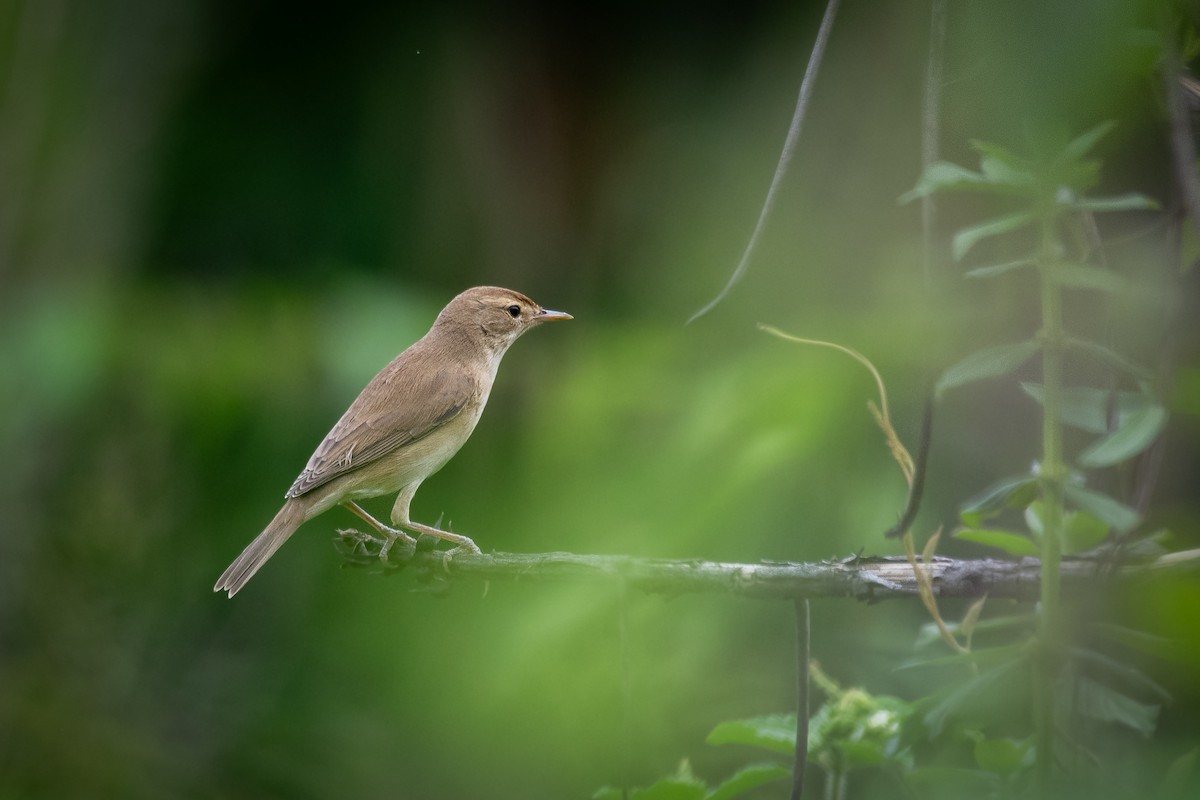 Booted Warbler - ML645271476