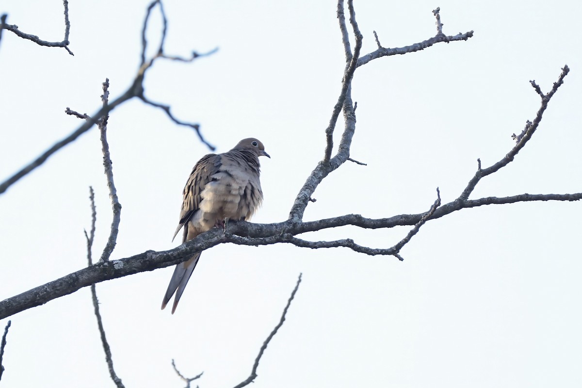 Mourning Dove - ML645271482