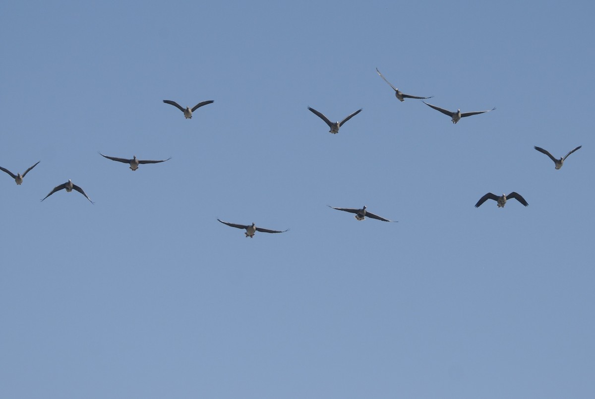 Greater White-fronted Goose - ML645271492
