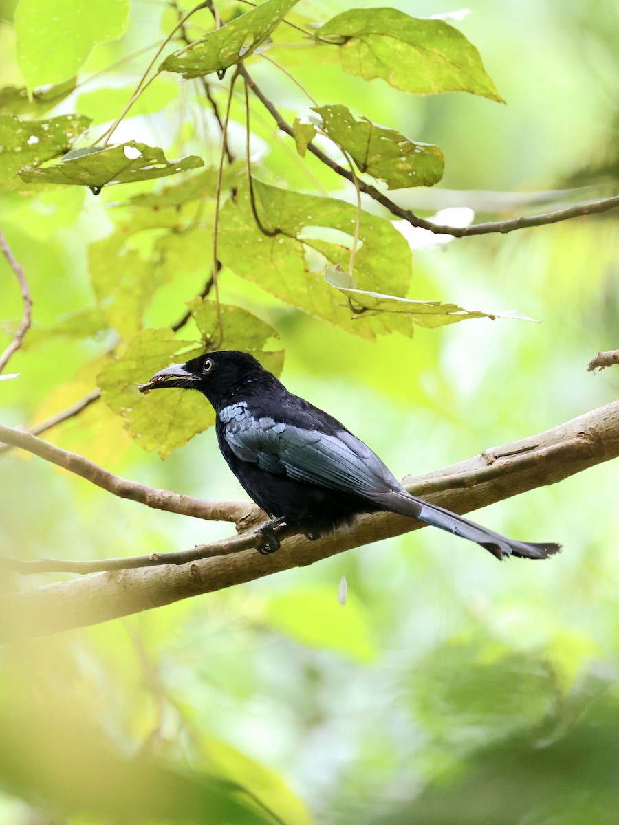 Hair-crested Drongo - ML645271500