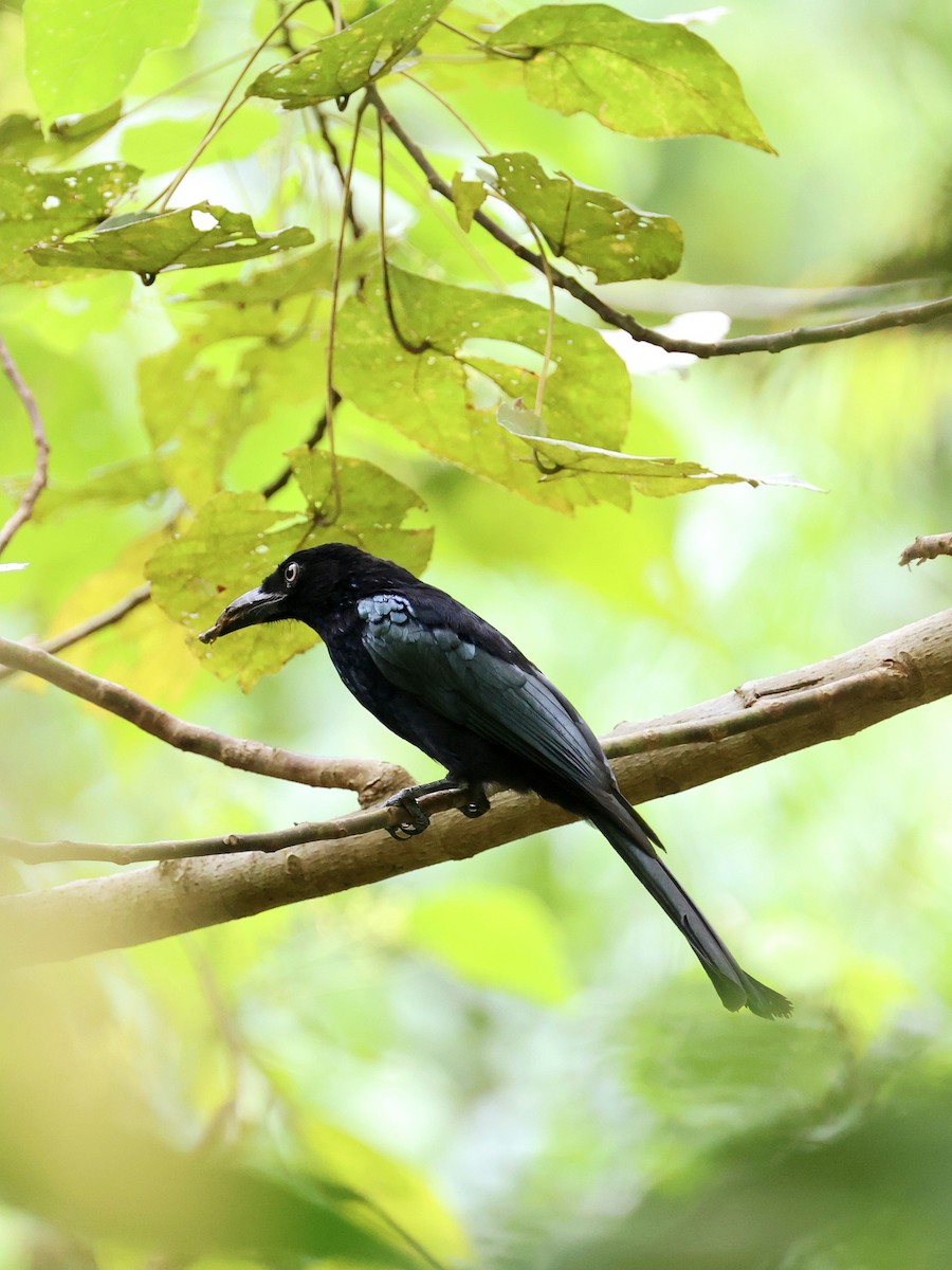 Hair-crested Drongo - ML645271501
