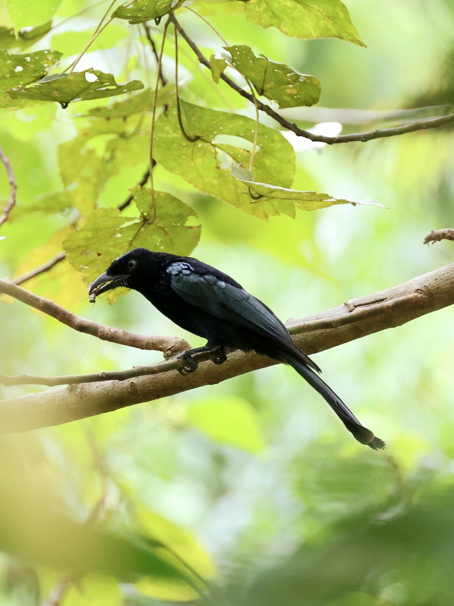 Hair-crested Drongo - ML645271502