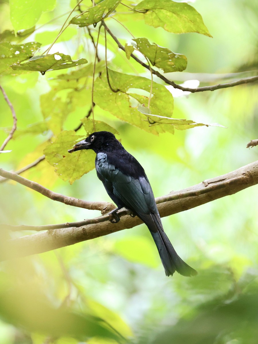 Hair-crested Drongo - ML645271503