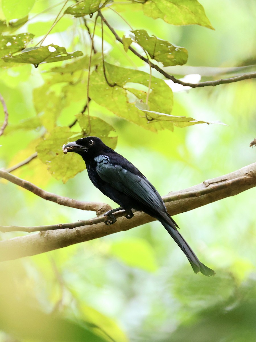 Hair-crested Drongo - ML645271505