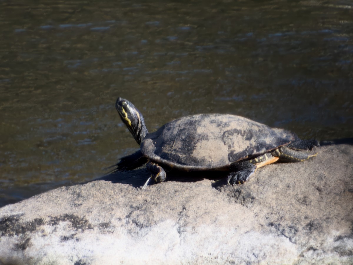 Animals - ML645271510