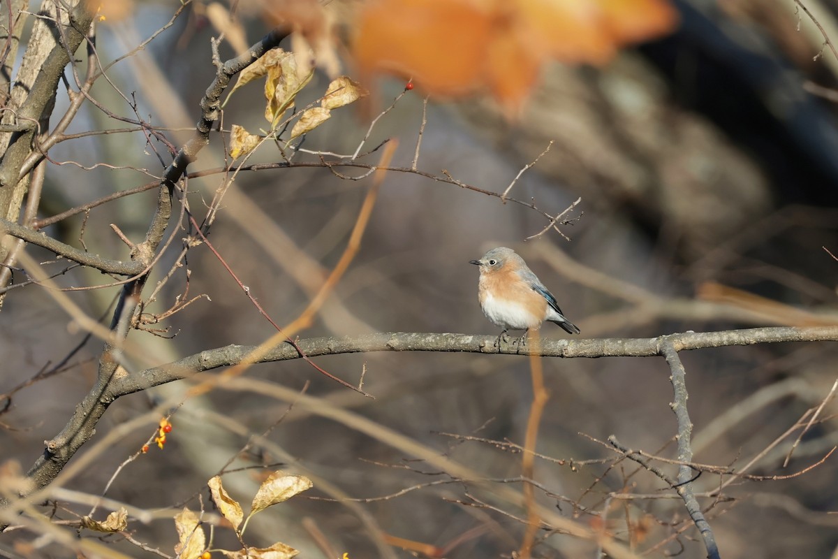Eastern Bluebird - ML645271513