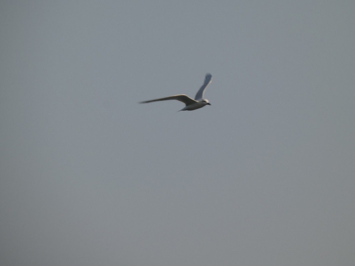 Gull-billed Tern - ML645271514