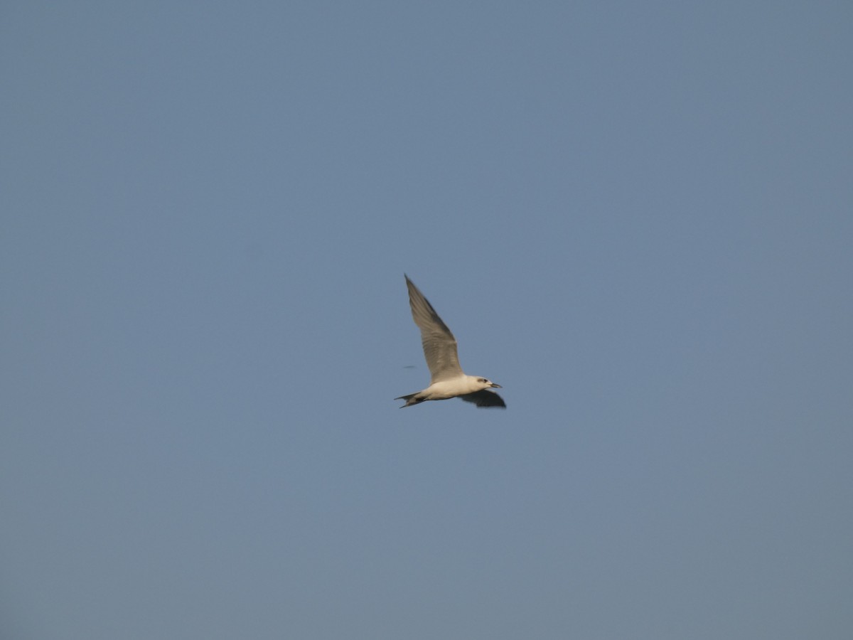 Gull-billed Tern - ML645271515