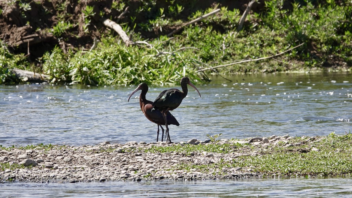 Beltzaran musuzuria - ML645271520