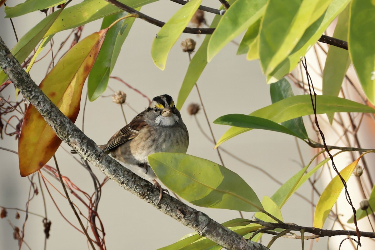 White-throated Sparrow - ML645271529