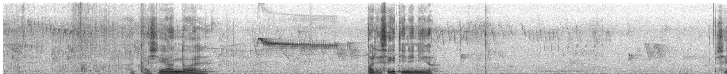 Plain Tyrannulet - ML645271531