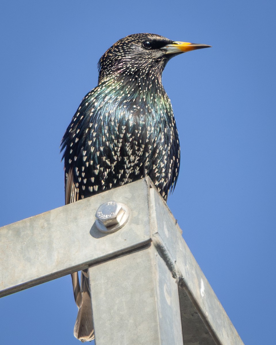 Шпак звичайний - ML645271533