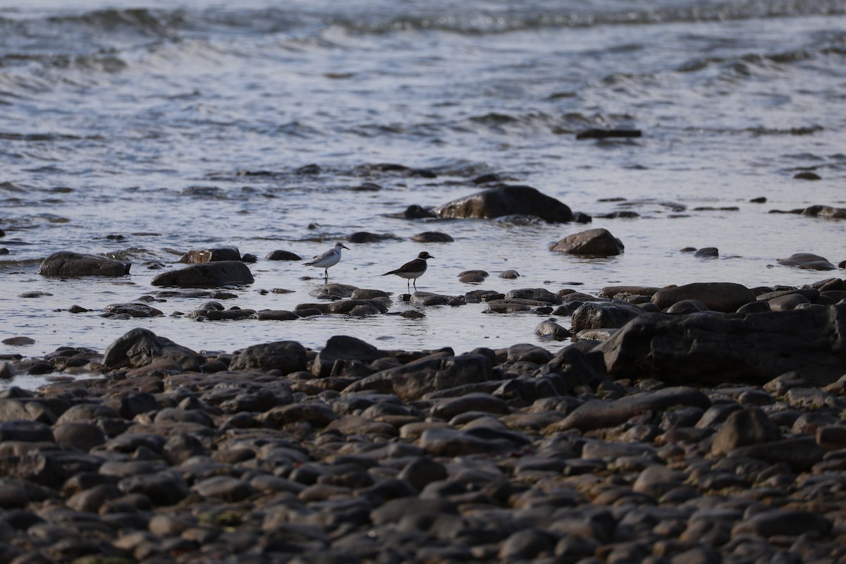 Sanderling - ML645271534