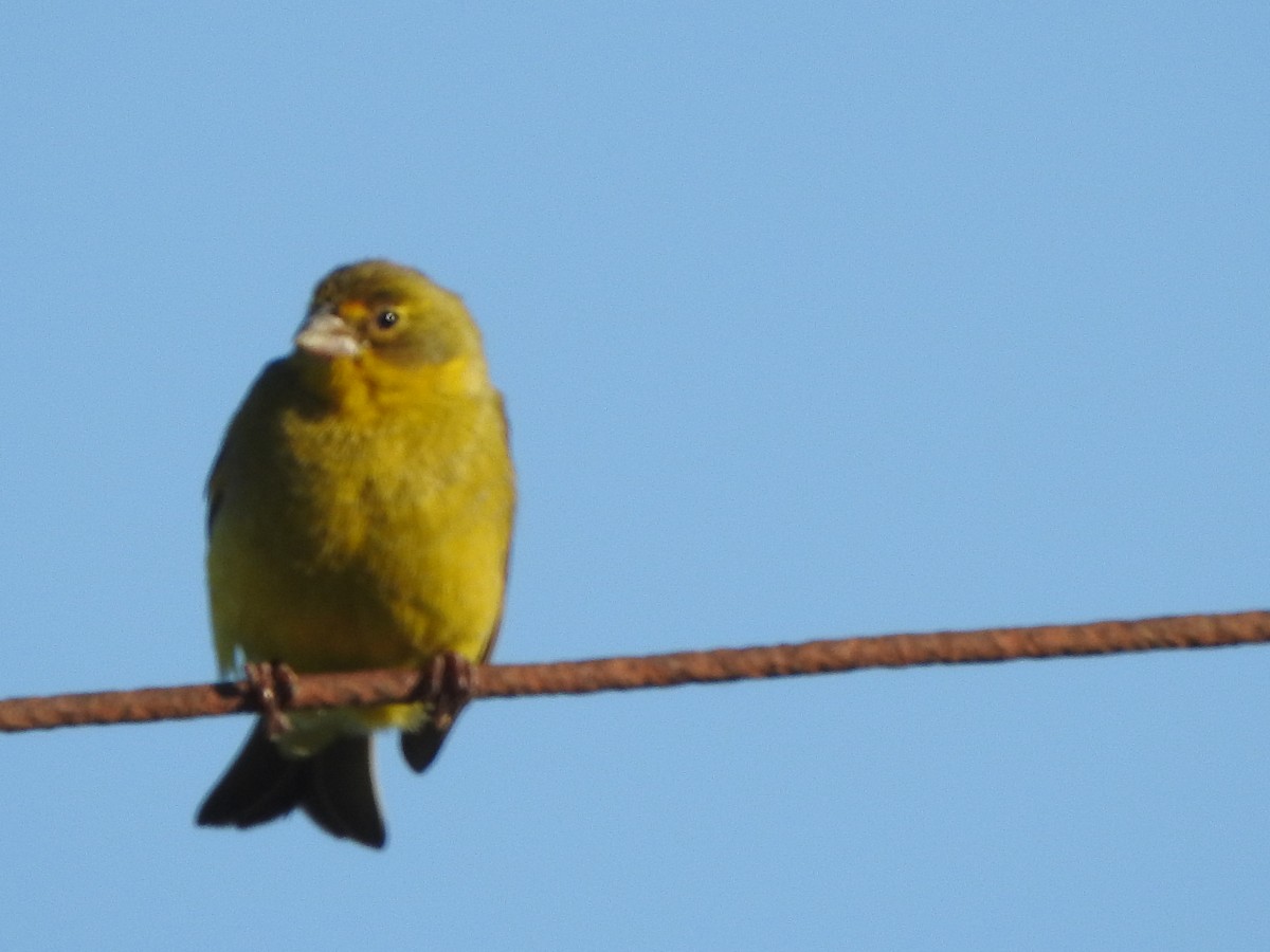 Короткоклювый зерноед - ML645271547