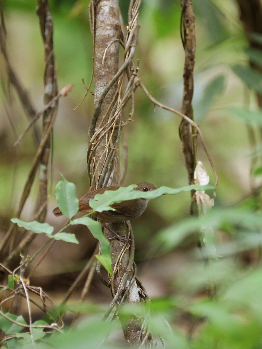 Sulawesi Babbler - ML645271548