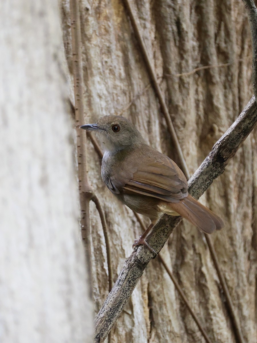 Sulawesi Babbler - ML645271549