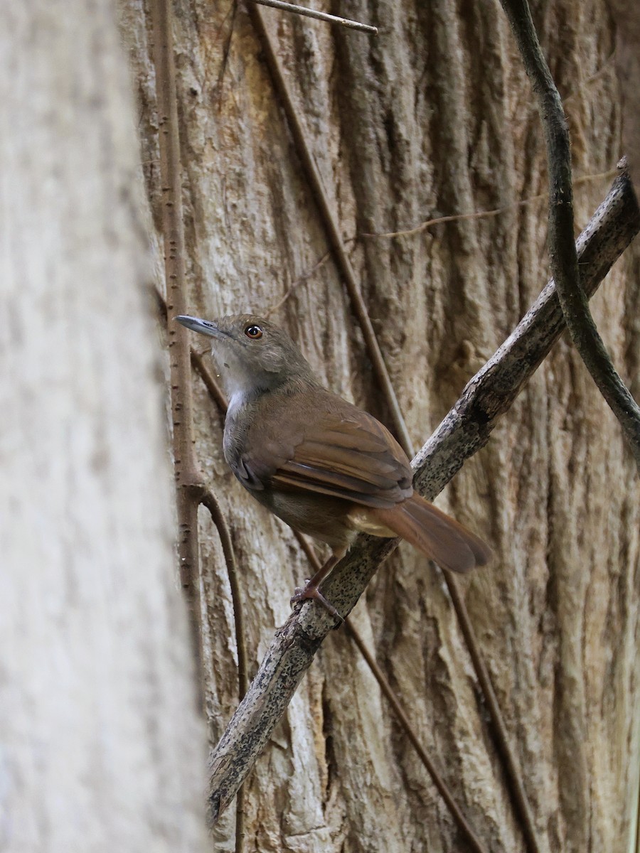 Sulawesi Babbler - ML645271550