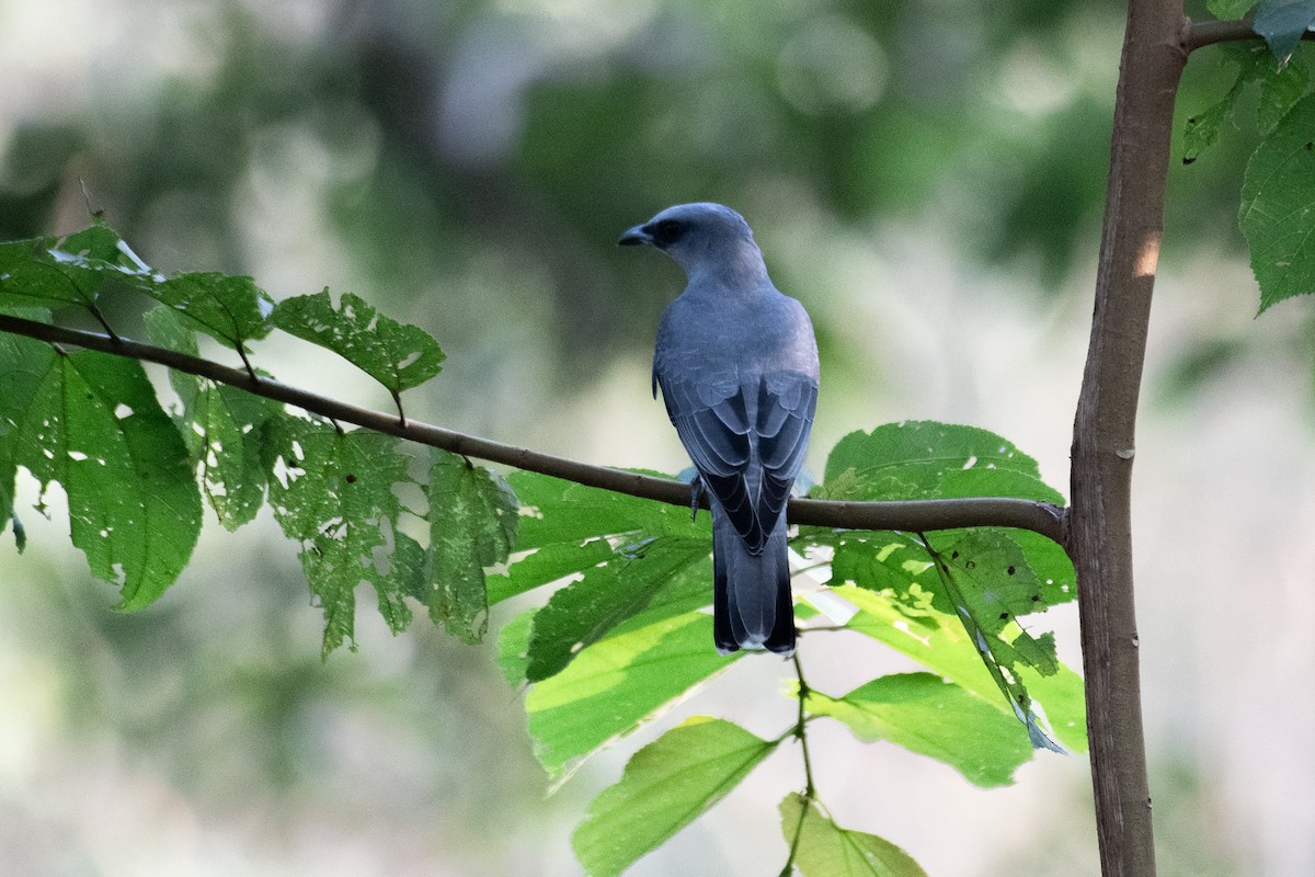 Indian Cuckooshrike - ML645271565