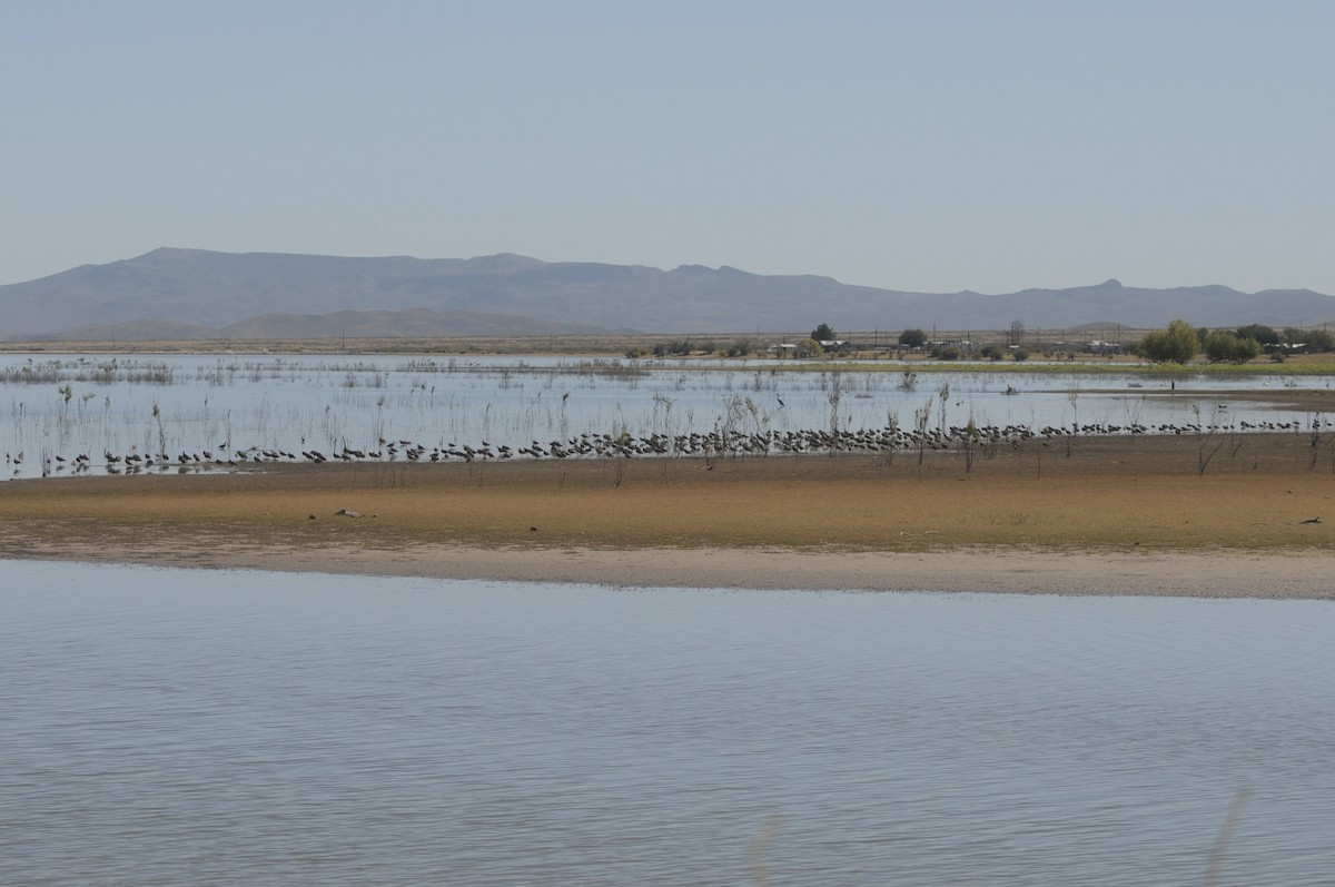 Long-billed Curlew - ML645271573