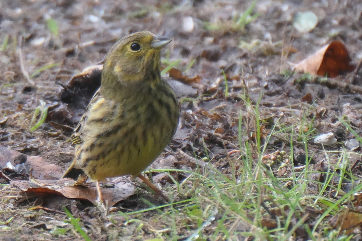 Yellowhammer - ML645271597