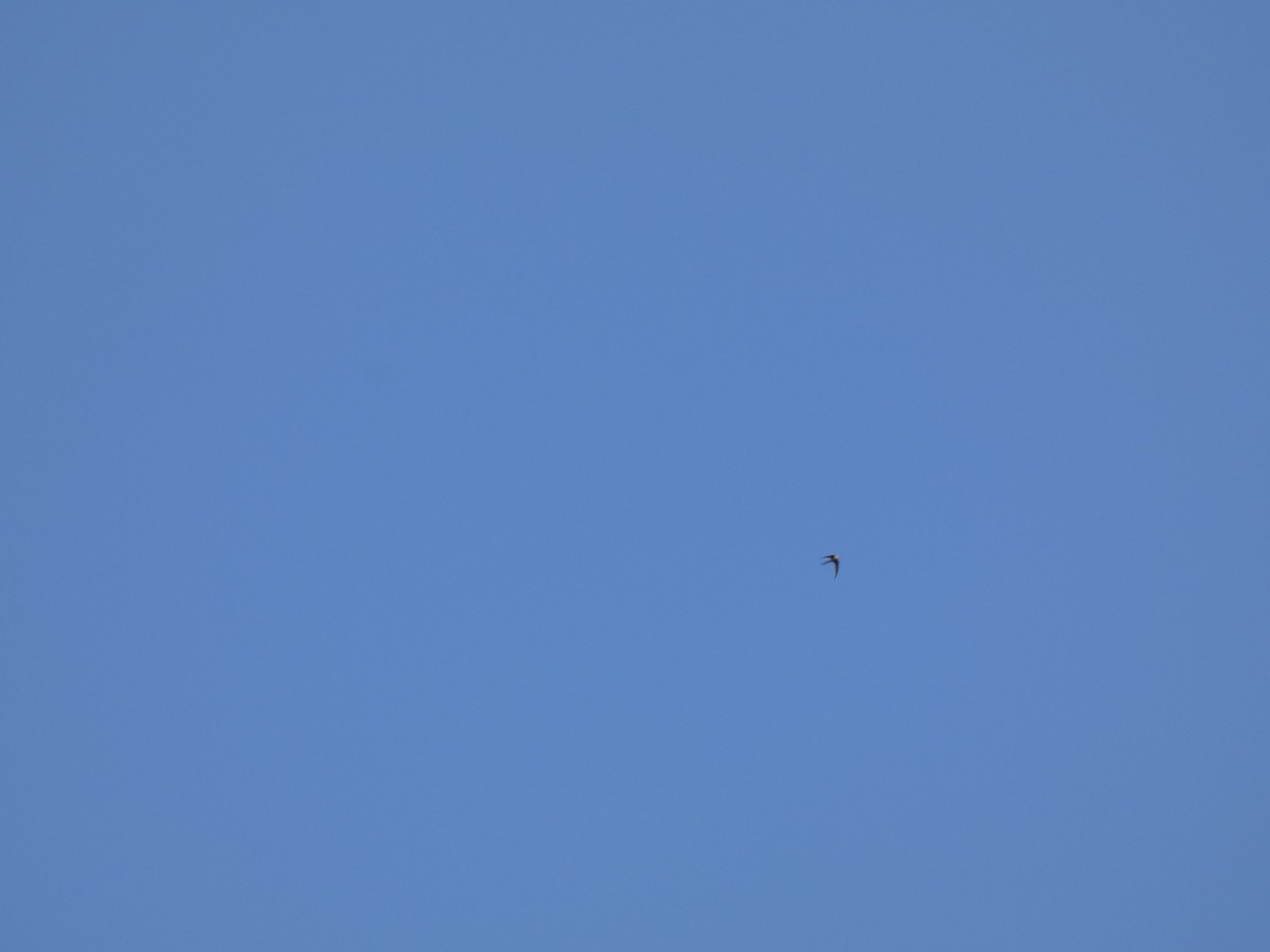 Asian Palm Swift - ML645271598