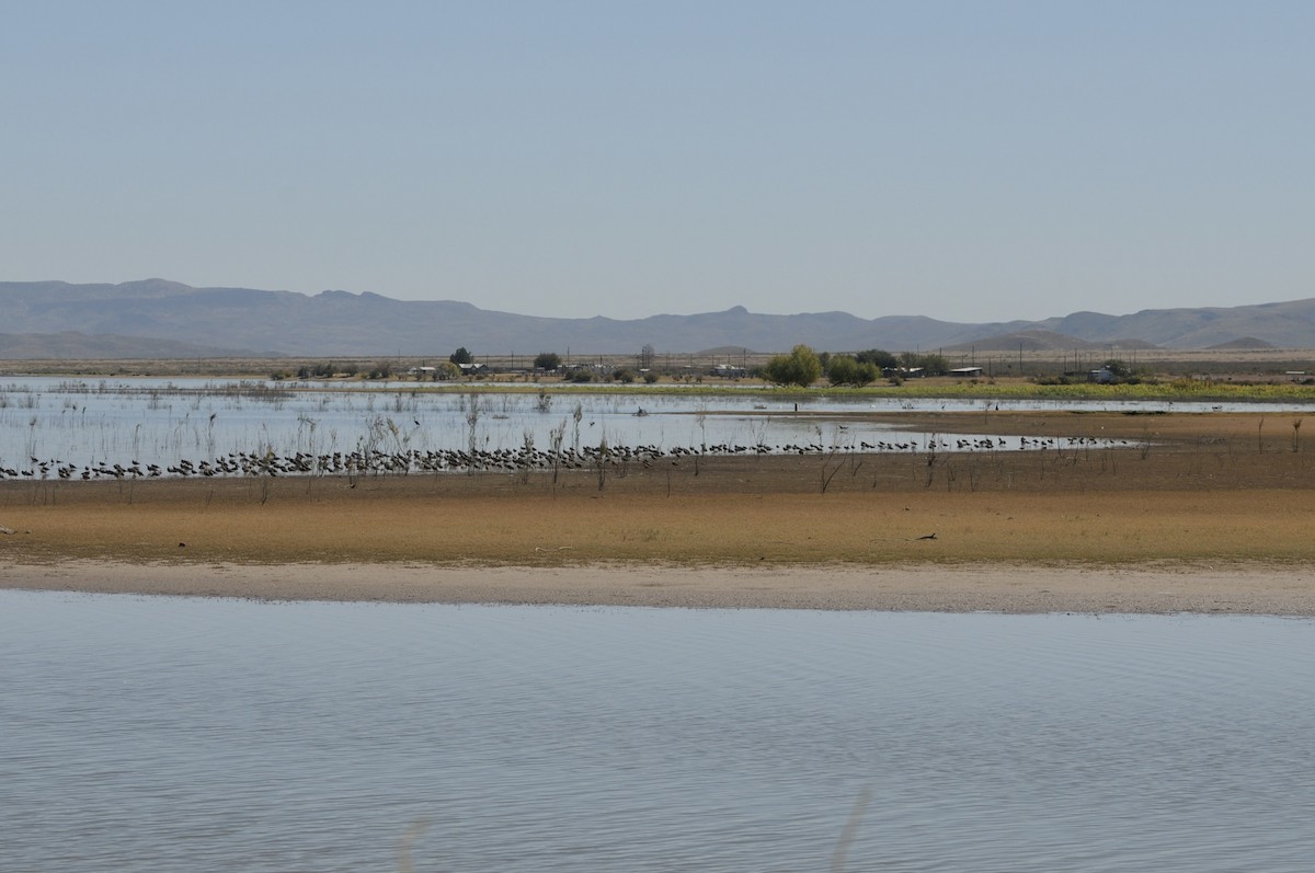 Long-billed Curlew - ML645271599