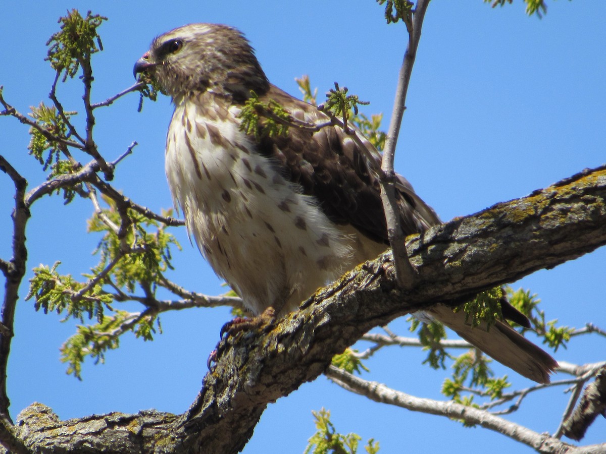 Cooper's Hawk - ML645271615