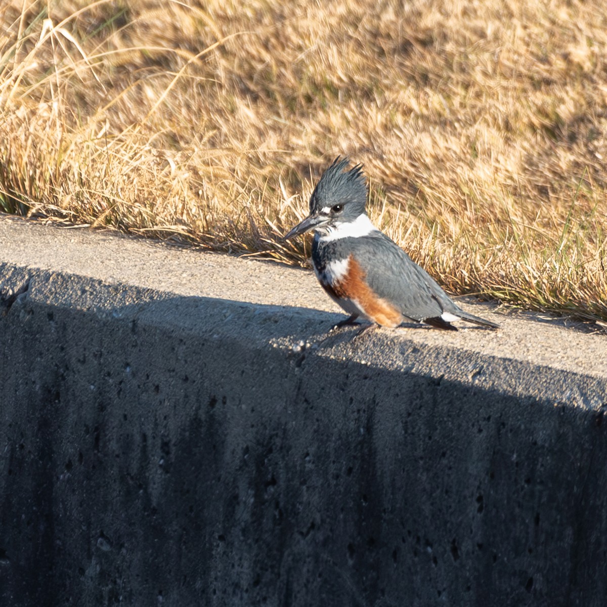 Martin handi iparramerikarra - ML645271624