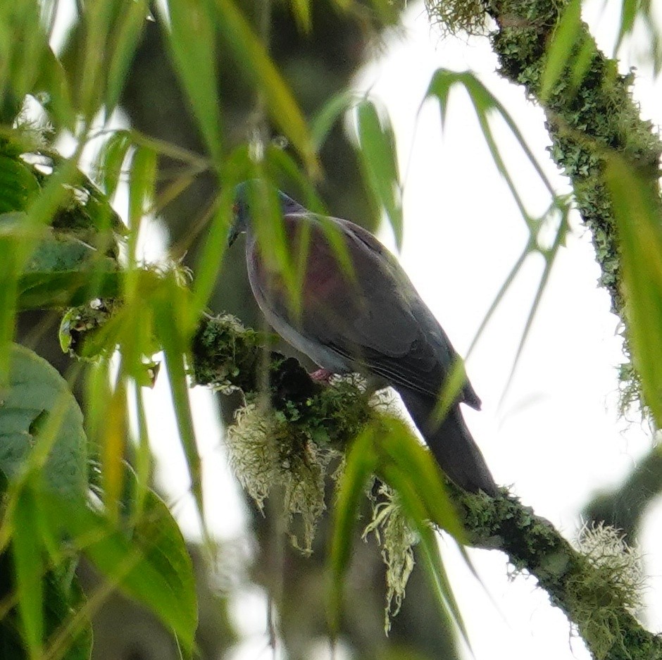 Pale-vented Pigeon - ML645271625
