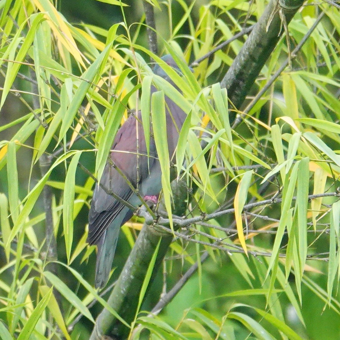 Pale-vented Pigeon - ML645271626