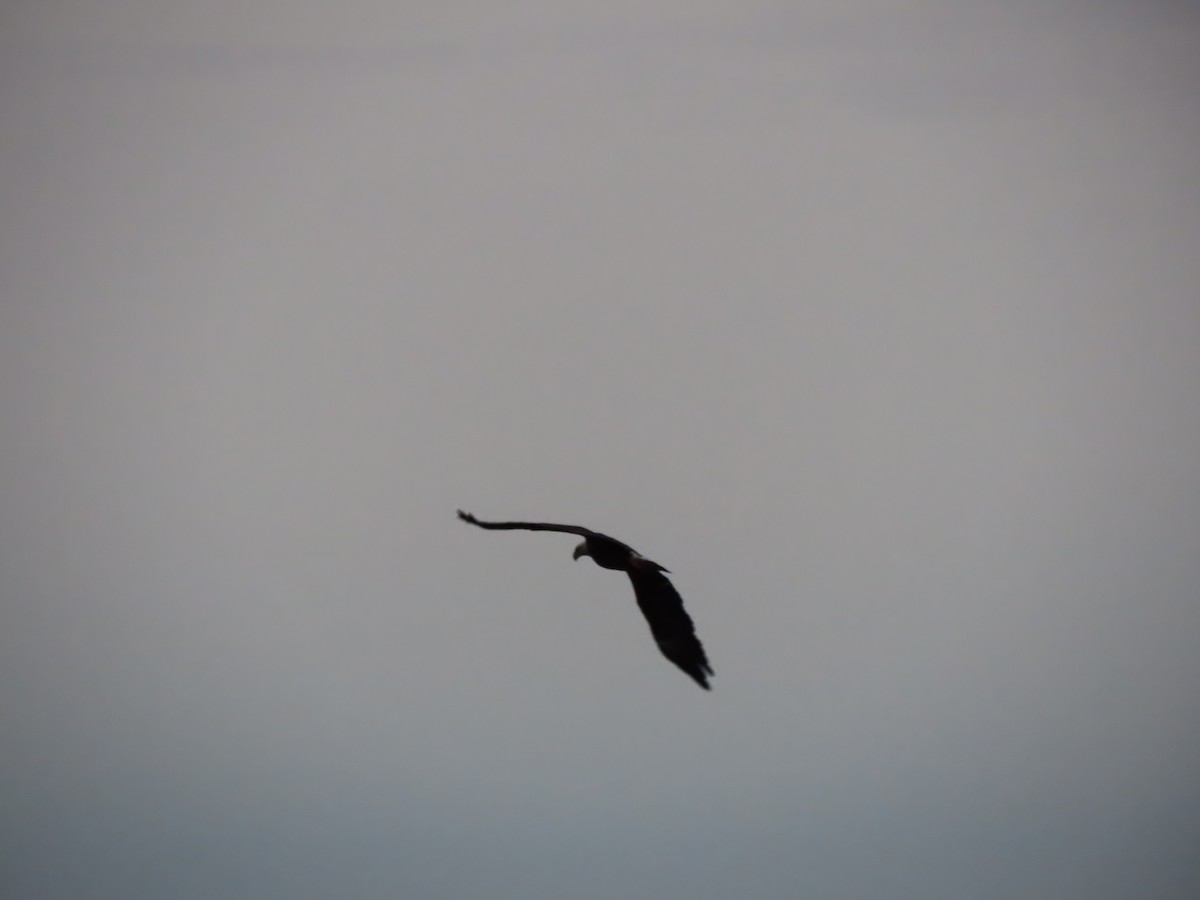 Орлан білоголовий - ML645271637