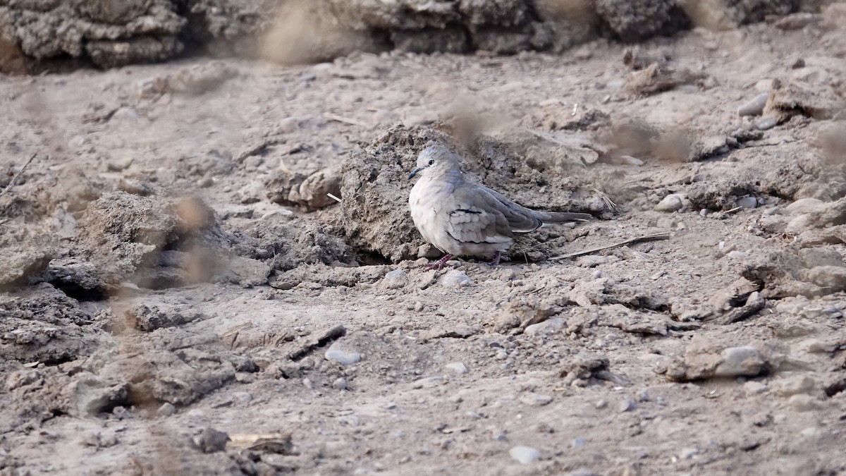 Picui Ground Dove - ML645271638